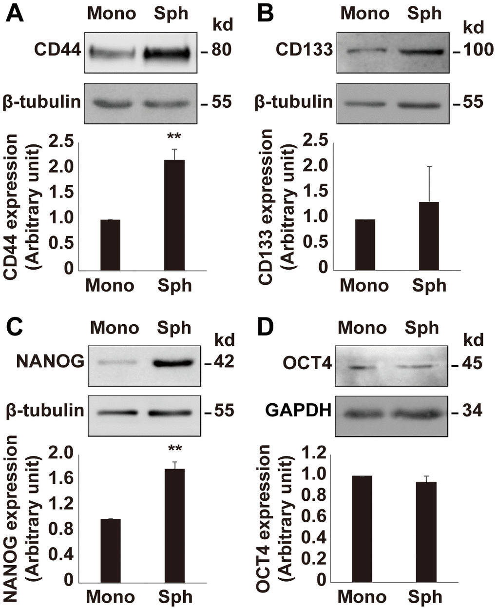 Expression of stemness markers in OV3R-PTX-B4. Cells were cultured under a monolayer culture system (Mono) or a spheroid culture system (Sph). The expression of CD44, CD133, NANOG, and OCT4 proteins were detected by Western blot. (A) CD44 expression. (B) CD133 expression. (C) NANOG expression. (D) OCT4 expression. Upper panel, representative images of blotting; low panel, semi-quantitative analysis of the relative optical density of protein bands in the upper panel. β-tubulin and GAPDH were used as loading controls. n = 3; **, P 