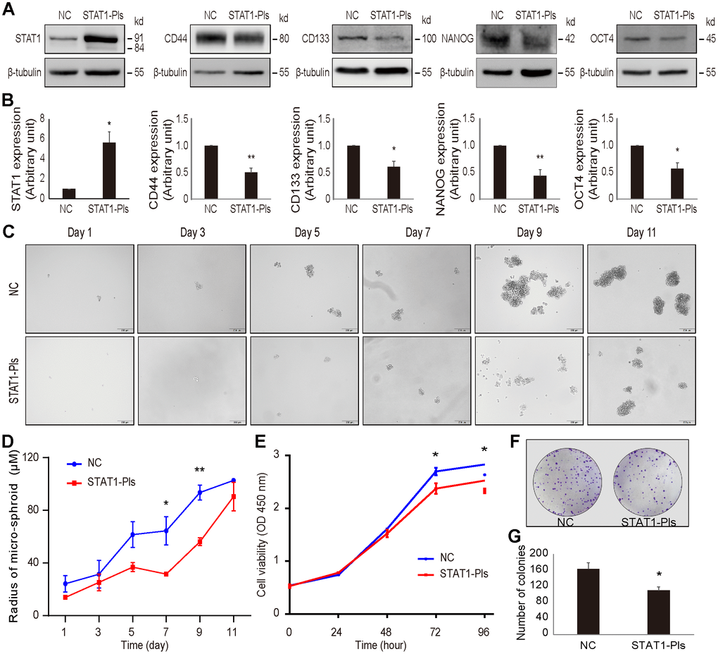 Overexpression of STAT1 in OV3R-PTX-B4 cells. Cells were transfected with STAT1 plasmid (STAT1-Pls) or negative control vector (NC). The overexpression of STAT1 was confirmed by Western blot. (A) The expression of STAT1, CD44, CD133, NANOG, and OCT4 in STAT1-overexpressing cells. Representative images of blotting are shown. β-tubulin was used as a loading control. (B) Semi-quantitative analysis of the relative optical density of protein bands in A. (C) Spheroid formation assay of the cells. Cells were cultured in serum-free DMEM/F12 medium with EGF, bFGF, heparin, and B27 supplements for 11 days. Photos were taken every two days. (D) Measurement of the diameter of each spheroid in C. (E) Cell viability measurement by the CCK-8 assay. (F) Colony formation. A representative picture of the colonies is shown. (G) Number of colonies is shown. n = 3 independent experiments; *, P P 