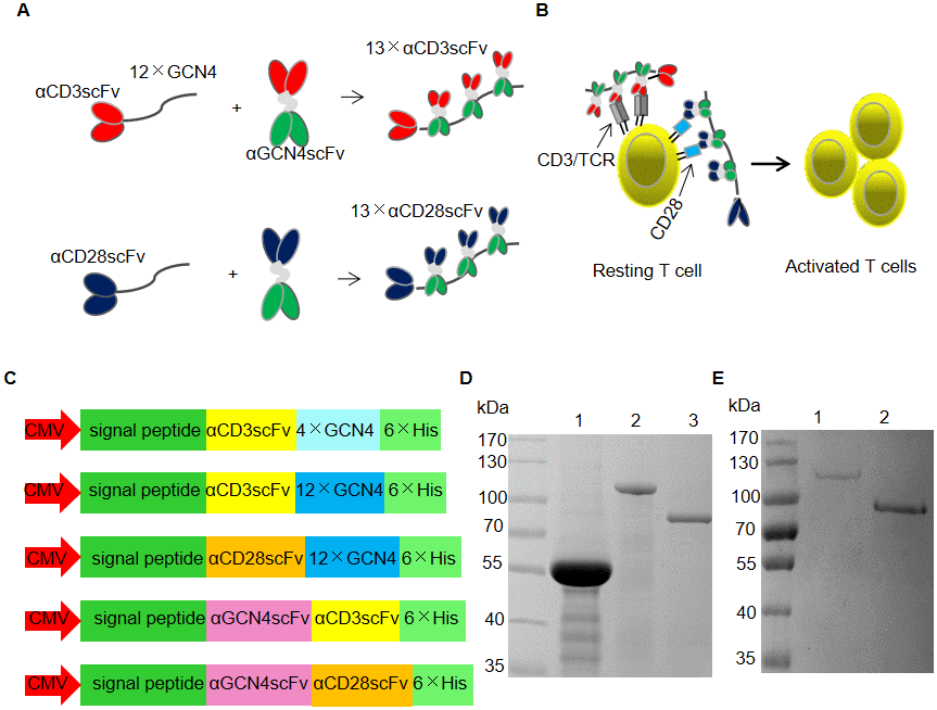 SunTag-based clustering of αCD3/CD28 scFv (SBCS). (A, B) Schematic of the SBCS strategy for stimulation and expansion of T cells. (A) αCD3scFv or αCD28scFv fused with 12 tandem copies of the GCN4 tag was used to recruit αCD3/CD28 scFv fused with αGCN4scFv, forming 13×αCD3scFv or 13×αCD28scFv, respectively. (B) 13×αCD3scFv and 13×αCD28scFv bind to the TCR/CD3 complex and the CD28 molecule, respectively, to activate resting T cells. (C) Schematic drawing of the vectors used for recombinant protein expression. (D, E) SDS-PAGE analysis of the purified recombinant proteins of (C). All recombinant proteins were expressed by transient transfection of HEK293FT cells. Lanes 1, 2, and 3 of (D) represent αCD3scFv-4×GCN4, αCD3scFv-12×GCN4, and αGCN4scFv-αCD3scFv, respectively. Lanes 1 and 2 of (E) represent αCD28scFv-12×GCN4 and αGCN4scFv-αCD28scFv, respectively.