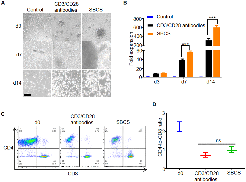 Expansion of T cells from aged cancer patients. (A) Representative images of T cells from aged cancer patients cultured with CD3/CD28 antibody or SBCS (30 nM 13×αCD3scFv/10 nM 13×αCD28scFv). (B) Fold expansion of T cells from aged cancer patients treated with immobilized CD3/CD28 antibodies or SBCS for 14 days. (C, D) CD4-to-CD8 ratio of CD4+ and CD8+ single-positive cells among live cells after treatment with CD3/CD28 immobilized antibodies or SBCS for 14 days. ‘d0’ represents peripheral blood mononuclear cells before cell expansion. Data in B–D represent mean ± s.d. of n = 3 aged cancer patients and are representative of at three independent experiments. *** P 