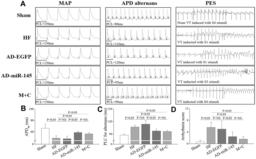 MiR-145 depressed the electrophysiological susceptibility of HF. (A) representative MAP recording at a PCL=150ms, APD alternans and PES; (B–D) statistical results of APD90, APD alternans threshold and arrhythmia score (n≥5); PCL, pacing cycle length; L, longer APD; S, shorter APD. Data are presented as mean ± SD.