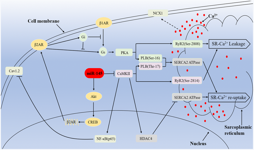 Mechanisms of miR-145-mediated cardioprotective effects against MI. miR-145 promotes the expression of β2AR via activation of Akt/CREB cascades and enhances β2AR-Gi activity, which in turn restricts β1/2AR-Gs signaling and leads to reduced response to β-adrenergic stimuli. Furthermore, MI-induced hyperactivation of CaMKII promote RyR2-mediated Ca2+ release and result in activation of NCX1, which finally leads to delayed depolarization. At the meantime, CaMKII suppressed SERCA2a and Cav1.2 expression via HDAC4 and NF-κB (p65) pathway respectively, thus impair Ca2+ re-uptake, excitation-contraction coupling and cardiac performance. However, miR-145-mediated inhibition on CaMKII expression partially reversed the related disadvantages.