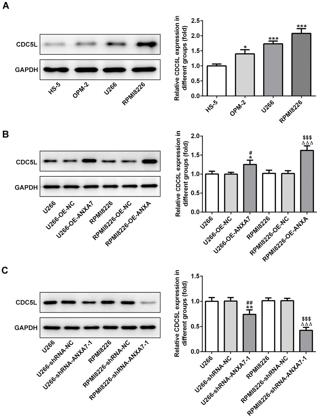 CDC5L expression is increased in multiple myeloma cell lines, which can be promoted by ANXA7. (A) The protein expression of CDC5L in MM cell lines was detected by Western blot analysis. *PB) The protein expression of CDC5L in U266 and RPMI8226 cells after transfection of OE-ANXA7 was detected by Western blot analysis. *P#PΔΔΔP$$$PC) The protein expression of CDC5L in U266 and RPMI8226 cells after transfection of shRNA-ANXA7 was detected by Western blot analysis. **P##PΔΔΔP$$$P