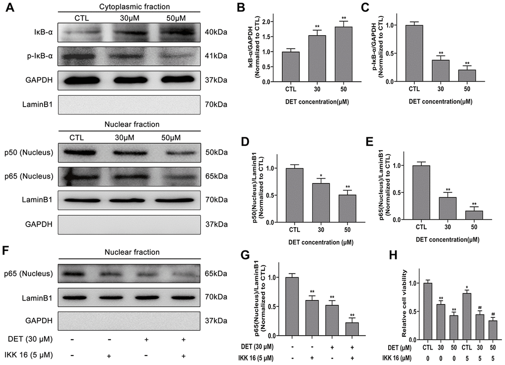 Effect of DET on NF-κB activity in gemcitabine-resistant BxPC-3 cell line. (A) Effect of DET on NF-κB activity. Quantitative statistics of immunoblotting assays for IκB-α levels (B), p-IκB-α levels (C), NF-κB-p50 levels (D), NF-κB-p65 levels (E). *P P F) Effect of DET and IKK 16 on NF-κB activity. (G) Quantitative statistics of immunoblotting assays for NF-κB-p65 levels. **P H) Effect of DET and IKK 16 on cell viability. *P P P 