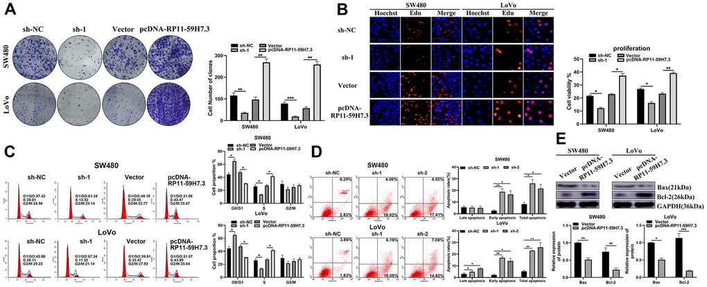 RP11-59H7.3 promotes proliferation, cycle progression and inhibits apoptosis of CRC cells in vitro. (A) effects of overexpression and knockdown of RP11-59H7.3 on the formation of colonies in colorectal cancer cells. (B) the Edu proliferation assays were applied to evaluate the CRC cell viability prior transfected with pcDNA-RP11-59H7.3 compared to vector control. (C) cell cycle analysis was conducted in both LoVo and SW480 cells prior transfected with sh-1 and sh-NC or vector and pcDNA-RP11-59H7.3. (D) programmed cell death analysis was conducted in sh-NC, sh-1, and sh-2 transfected cell lines. (E) western blot was conducted to analyze the apoptosis-related proteins expression in colorectal cancer cells. ***p p p 