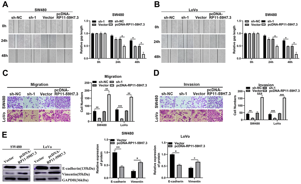 RP11-59H7.3 enhances cell movement and invasion in colorectal cancer cells. (A, B) wound-healing assay was performed to determine the horizontal migration ability of CRC cells using overexpression or knockdown of RP11-59H7.3 in CRC cells, and relative gap length calculations were performed and a histogram was plotted. (C, D) representative bar graphs and images that depicts the ability of CRC cells with silenced or overexpressed RP11-59H7.3 to migrate and invade neighboring cells. (E) western blot was performed to evaluate the metastasis-related protein with RP11-59H7.3 overexpression or silenced expression in CRC cells. Data from western blot analysis is represented as a quantification graph normalized to the GAPDH levels and the statistical tests. ***p p p 