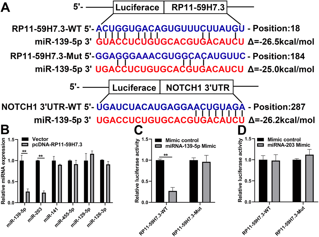 miR-139-5p is directly targeted by RP11-59H7.3. (A) miR-139-5p-binding sequence in NOTCH1 3'UTR and RP11-59H7.3. The mutation was induced in RP11-59H7.3 in the site complementary to the miR-139-5p binding. (B) RT-qPCR was performed to determine levels of miRNA in cells of SW480 post-transfection by pcDNA-RP11-59H7.3. The activity of luciferase in cells of 293T co-transfected by miR-139-5p (C) or miR-203 (D) mimics and the luciferase reporters (mutant RP11-59H7.3) or control (wild type RP11-59H7.3). The activity of renilla luciferase was determined then normalized to firefly luciferase activity level. Each experiment was repeated thrice, and the data are summarized as mean ± SD (two-tailed Student’s t-test). **p p 