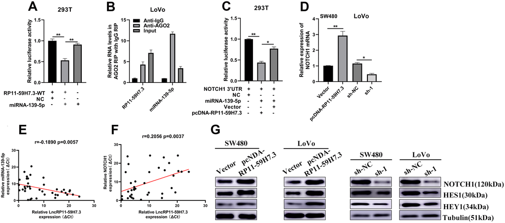 RP11-59H7.3 sponges miR-139-5p and moderate expression of NOTCH1. (A) The activity of luciferase of a luciferase reporter vector (pLuc) harboring mutant RP11-59H7.3 or wild-type co-transfected by miR-139-5p was evaluated using the dual luciferase assay. (B) cell lysates of SW480 cells were used for RIP with an IgG antibody or anti-Ago2 antibody. The miR-139-5p and RP11-59H7.3 levels were analyzed using RT-qPCR. (C) pLuc plasmid and miR-139-5p harboring NOTCH1 3'UTRs were co-transfected by pcDNA-RP11-59H7.3 or empty vector into cells of 293T to determine whether RP11-59H7.3 could act as a ceRNA of miR-139-5p. (D, G) The NOTCH1 expression levels in cells of SW480 prior transfected by pcDNA-RP11-59H7.3 and LoVo cells prior transfected by sh-lncRNA-RP11-59H7.3 were determined using western blot and RT-qPCR. (E, F) Analysis of correlation between expression of RP11-59H7.3/miR-139-5p and RP11-59H7.3/NOTCH1. **p p 