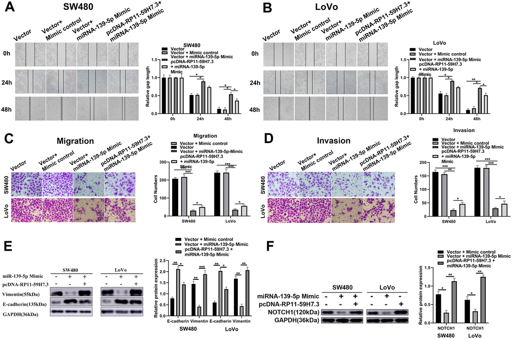RP11-59H7.3 promotes CRC cell migration and invasion through miR-139-5p/NOTCH1 axis. (A, B) wound-healing assays were performed in LoVo and SW480 cells prior transfected by miR-139-5p mimic or co-transfected by pcDNA-RP11-59H7.3 and miR-139-5p mimic, and calculations of relative gap distance were completed and a histogram plotted. (C, D) cell movement and invasion assays were applied to determine the invasion ability and vertical migration of colorectal cancer cells, and the cell number was calculated and represented on a histogram. (E) Western blot was performed to determine the metastasis-related protein expression in colorectal cancer cells. (F) Relative NOTCH1 protein levels in colorectal cells after RP11-59H7.3 overexpression and Mimics of miR-139-5p. **p p 