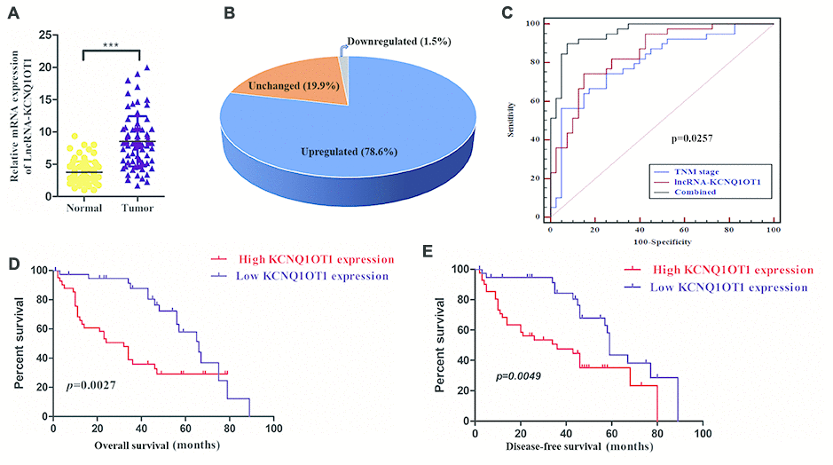 High KCNQ1OT1 levels correlate with worse prognosis in colorectal cancer patients. (A) QRT-PCR analysis shows that KCNQ1OT1 levels in colorectal tissues compared to adjacent normal colorectal tissue samples from 79 colorectal cancer patients. (B) QRT-PCR analysis shows that KCNQ1OT1 levels are 4-fold higher in colorectal tissues compared to adjacent normal colorectal tissue samples from 79 colorectal cancer patients. (C) Receiver Operating Characteristic (ROC) curve analysis shows clinical sensitivity and specificity of KCNQ1OT1 expression in 79 colorectal cancer patients. (D) Kaplan–Meier survival curve analysis shows overall survival (OS) of high- and low- KCNQ1OT1expressing colorectal cancer patients. (E) Kaplan–Meier survival curve analysis shows disease-free survival (DFS) of high- and low-KCNQ1OT1expressing colorectal cancer patients.