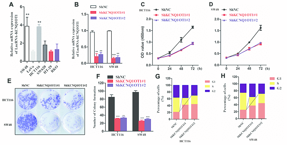 KCNQ1OT1 silencing inhibits proliferation of colorectal cancer cells. (A) QRT-PCR analysis shows KCNQ1OT1 levels in SW48, LoVo, HCT116, SW620, HT-29 and RKO colorectal cancer cell lines. (B) QRT-PCR analysis shows KCNQ1OT1 levels in sh-NC- and sh-KCNQ1OT1-transfected HCT 116 and SW48 CRC cell lines. (C, D) CCK8 assay results show proliferation status of sh-NC- and sh-KCNQ1OT1-transfected HCT 116 and SW48 CRC cell lines. (E) Representative images show colony formation assay results in sh-NC- and sh-KCNQ1OT1-transfected HCT 116 and SW48 CRC cell lines. (F) Histogram plot shows total number of colonies in sh-NC- and sh- KCNQ1OT1-transfected HCT 116 and SW48 CRC cell lines. (G, H) Cell cycle analysis results of Sh-NC- and Sh- KCNQ1OT1-transfected HCT 116 and SW48 CRC cell lines is shown through the flow cytometry analysis. Note: ** denotes p 