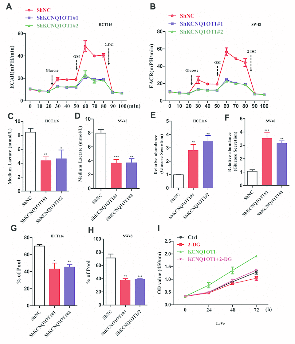 KCNQ1OT1 silencing inhibits aerobic glycolysis in colorectal cancer cells. (A, B) ECAR assay results show extracellular acidification rate of sh-NC- and sh-KCNQ1OT1-transfected HCT116 and SW48 CRC cell lines. Each data point represents means ± SD. (C, D) Lactate assay results show the levels of lactate in the media of sh-NC- and sh-KCNQ1OT1-transfected HCT116 and SW48 CRC cell lines. (E, F) Glucose assay results show the glucose levels in the media of sh-NC- and sh-KCNQ1OT1-transfected HCT116 and SW48 CRC cell lines. (G, H) Metabolic labeling assay results show the ratio of 13C-glucose vs. unlabeled glucose in sh-NC- and sh-KCNQ1OT1-transfected HCT116 and SW48 CRC cell lines. (I) CCK-8 assay results show the proliferation status of 2-deoxyglucose-treated control and KCNQ1OT1-overexpressing LoVo cells. Note: *p 