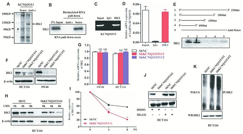 LncRNA-KCNQ1OT1 directly binds and stabilizes HK2. (A) Proteins retracted from the KCNQ1OT1 pull-down assay are dissected by SDS-PAGE for mass spectrometry assay. (B) Western blotting analysis of KCNQ1OT1-interacting proteins that are pulled down in the RNA pull-down assays using biotinylated KCNQ1OT1. (C) RNA immunoprecipitation (RIP) assay results show that the KCNQ1OT1 RNA is pulled down with the anti-HK2 antibody in HCT116 cell. (D) QRT-PCR analysis of KCNQ1OT1 in the total RNA that is pulled down using the anti-HK2 antibody in the RIP assay, thereby confirming the direct interaction between HK2 protein and KCNQ1OT1. (E) Representative western blot images show HK2 protein levels obtained from incubating total protein extracts from HCT116 cells with biotinylated RNAs containing different regions of KCNQ1OT1 and the negative control RNA followed by the RNA pull down assay. The blots are probed using the anti-HK2 antibody. (F) Representative western blot images show HK2 protein levels in sh-NC- and sh-KCNQ1OT1-transfected HCT116 cells. (G) QRT-PCR results show HK2 mRNA levels in sh-NC- and sh-KCNQ1OT1-transfected HCT116 cells. (H) Representative western blot assay results show HK2 protein levels in sh-NC- and sh-KCNQ1OT1-transfected HCT116 cells treated with 100 μg/mL cycloheximide for 0, 4, and 5 h before harvesting the cells for analysis. Untreated cells are used as controls. (I) Histogram plot shows HK2 protein levels in sh-NC- and sh-KCNQ1OT1-transfected HCT116 cells treated with 100 μg/mL cycloheximide for 0, 4, and 8 h. (J) Representative western blot images show HK2 protein levels in sh-NC- and sh-KCNQ1OT1-transfected HCT116 cells treated with 10mM MG132 for 4h. (K) Representative western blot images shows ubiquitinated HK2 protein levels in sh-NC- and sh-KCNQ1OT1-transfected HCT116 cells. Note: **p 