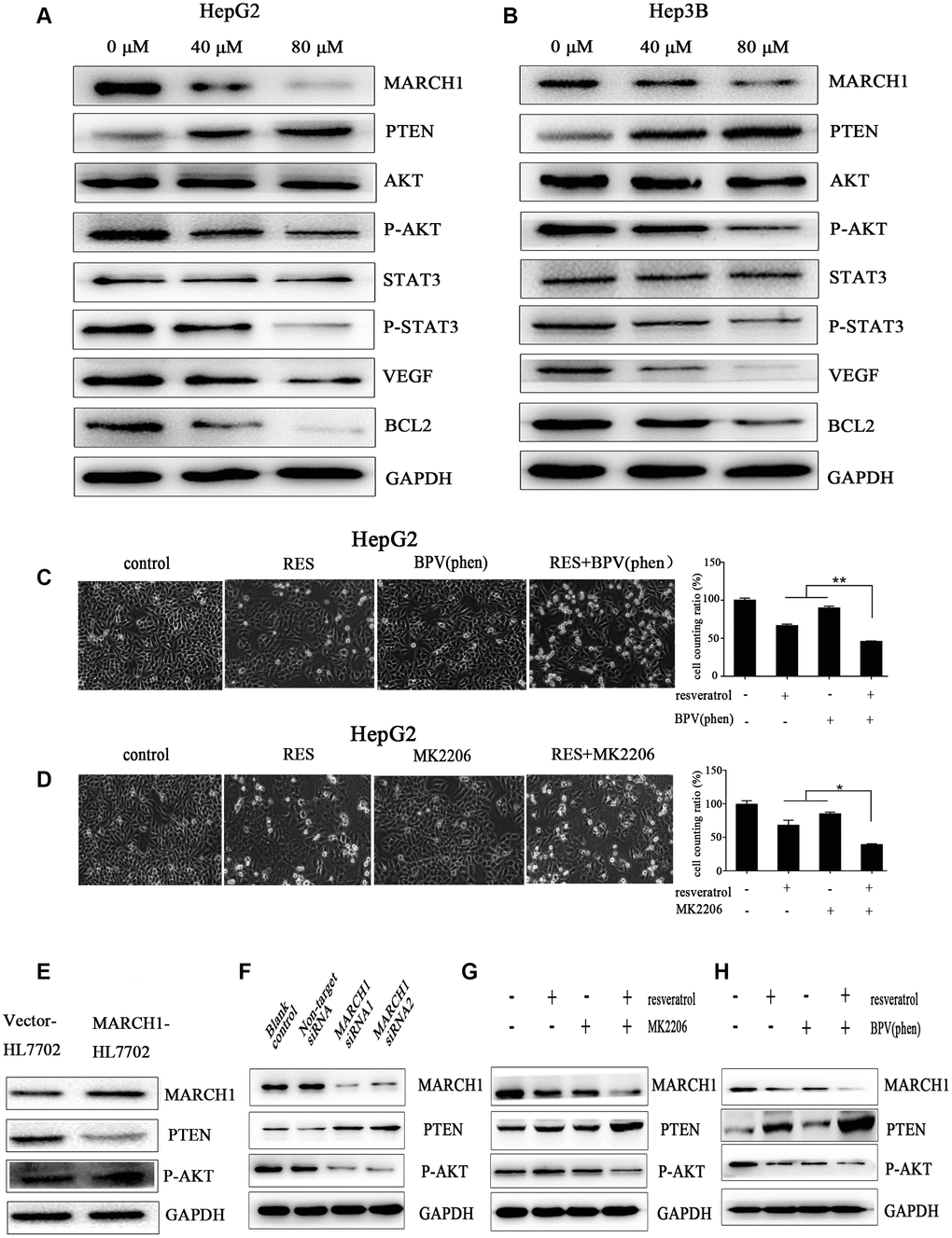 Resveratrol could down-regulate MARCH1 expression via PTEN–STAT3 signaling. (A, B) HepG2 and Hep3B cells were treated with different concentrations of resveratrol for 48 h, and the level of protein expression was analyzed by western blotting. MARCH1 and p-AKT levels significantly drastically decreased, PTEN levels increased, and downstream protein molecules also significantly decreased. (C, D) HepG2 cells were treated with inhibitors MK2206 and BPV(phen). The combination of resveratrol and inhibitors significantly inhibited cell survival compared to resveratrol alone. (E) Overexpression of the MARCH1 protein with empty vectors and overexpression plasmids in the human HL7702 cells. (F) HepG2 cells were infected with indicated concentrations of siRNA for 72 h. MARCH1 expression significantly decreased, while PTEN expression increased. (G, H) HepG2 cells were pretreated with an inhibitor for 12 h and then combined with resveratrol for 48 h. MARCH1 expression decreased even more compared to resveratrol alone. GAPDH was also detected as a loading control.