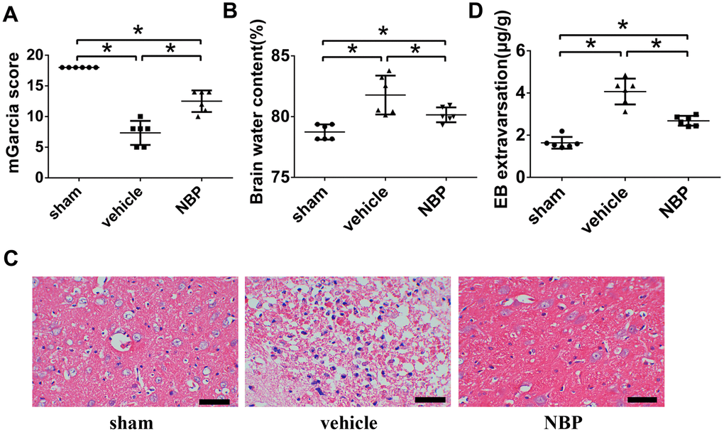 The therapeutic effects of NBP. (A) NBP improved the neurological function after ICH; (B) NBP reduced the brain edema after ICH; (C) The HE staining of brain tissues (scale: 200 μm); (D) NBP attenuated the BBB permeability after ICH. Data were recorded 48 h after ICH modeling and were presented as the mean ± SD (n = 6, each group). *, P 