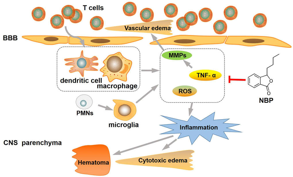 NBP attenuated inflammation and brain edema in intracerebral hemorrhage. NBP treatment substantially inhibit the inflammation, reduced ICH-induced brain edema, and then protected the BBB from disruption. BBB: blood-brain barrier; CNS: central nervous system; MMP-9: matrix metalloproteinase-9; NBP: butylphthalide; ROS:reactive oxygen species; TNF-α: tumor necrosis factor-alpha.