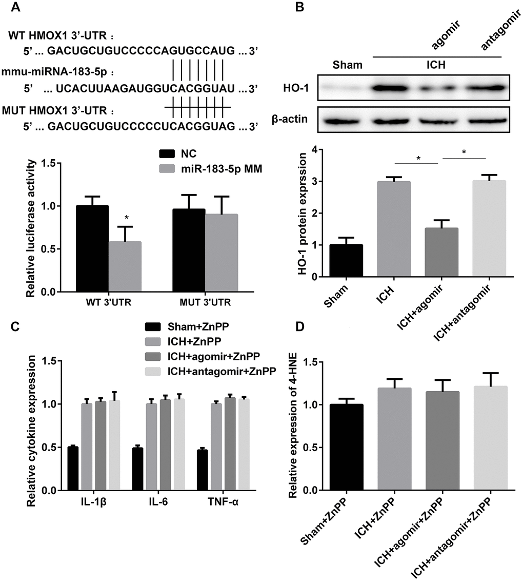 miR-183-5p alleviated early inflammation and oxidative damage by directly targeting heme oxygenase-1 (HO-1). (A) Above: schematic showing the potential miR-183-5p binding site in the HO-1 3’-untranslated region (3’-UTR). A mutant (MUT) HO-1 3’-UTR was introduced by replacing the wild type (WT) binding sequence with a mutant sequence. Below: inhibition of relative luciferase activity of HO-1 3’-UTR reporter molecules in human embryonic kidney 293 cells mediated by miR-183-5p. miR-183-5p MM, miR-183-5p mimic; NC, nontarget control. (B) Above: western blotting revealed that miRNA-183-5p downregulated HO-1 expression. Below: quantitative analysis of HO-1 protein expression in different groups. n = 8/group. (C) Quantitative analysis of cytokine expression in the brains of mice from different groups pretreated with the HO-1 inhibitor zinc protoporphyrin IX (ZnPP) at 3 days after ICH. n = 8/group. (D) Quantitative analysis of 4-HNE expression in the brains of mice from different groups pretreated with the HO-1 inhibitor ZnPP at 3 days after ICH. n = 8/group. Values are presented as the mean ± standard deviation. *P 