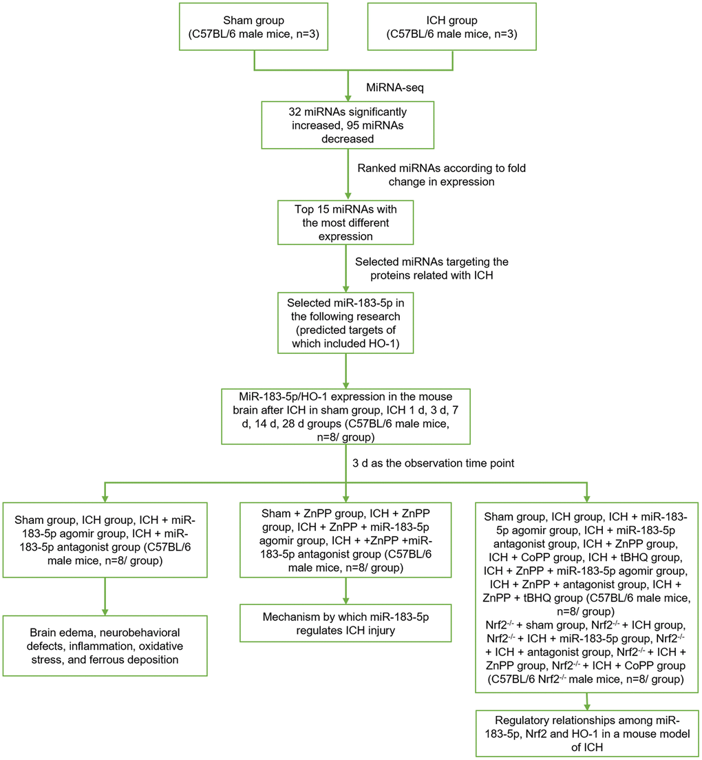 The experimental design. Sham group, sham operation group; ICH group, collagenase-induced intracerebral hemorrhage group; miRNA-seq, miRNA sequencing; miR-183-5p, microRNA-183-5p; HO-1, heme oxygenase-1; ICH 1 d, 3 d, 7 d, 14 d, 28 d groups, 1 day, 3 days, 7 days, 14 days, 28 days after collagenase-induced intracerebral hemorrhage groups; ZnPP, HO-1 inhibitor zinc protoporphyrin IX; Nrf2-/-, nuclear factor erythroid 2-related factor knockout; CoPP, HO-1 inducer cobalt protoporphyrin IX; tBHQ, Nrf2 activator tert-butylhydroquinone.