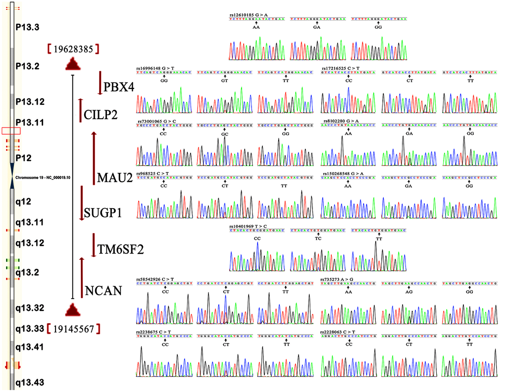 Locations and partial nucleotide sequences of the NCAN, TM6SF2, CILP2, PBX4, SUGP1 and MAU2 SNPs.NCAN, the neurocan gene; TM6SF2, the transmembrane 6 superfamily member 2 gene; CILP2, the cartilage intermediate layer protein 2 gene; PBX4, the PBX homeobox 4 gene; SUGP1, the SURP and G-patch domain containing 1 gene; MAU2, the MAU2 sister chromatid cohesion factor gene.