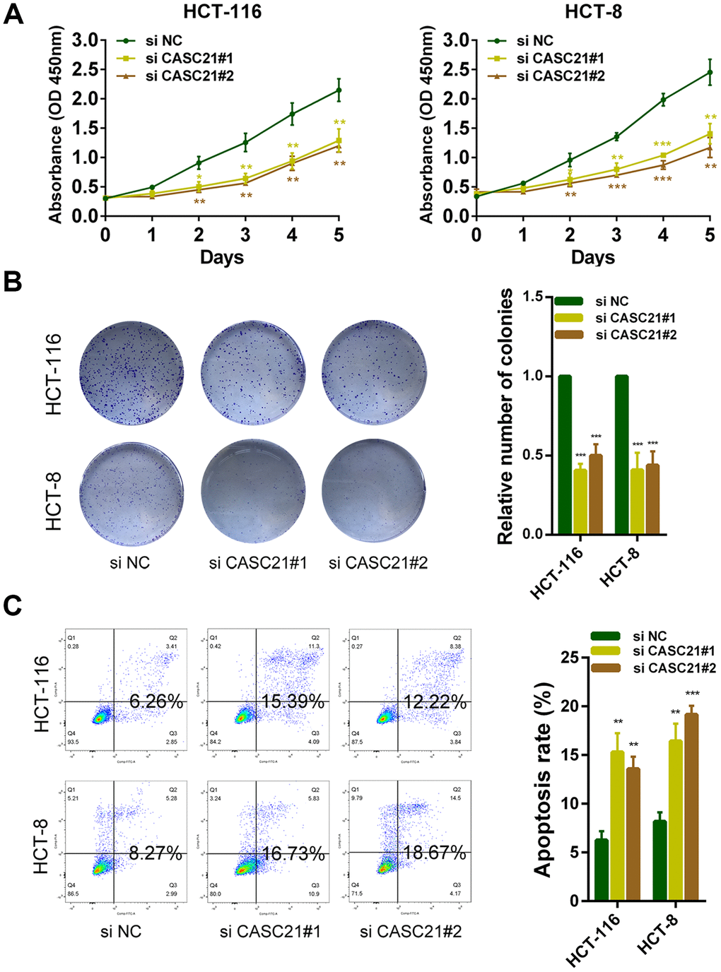 CASC21 promotes CRC cells growth in vitro. (A) CCK-8 assays of HCT-116 and HCT-8 cells transfected with CASC21 siRNAs. (B) HCT-116 and HCT-8 cells transfected with CASC21 siRNAs were seeded onto 6-well plates. The number of colonies was counted on the 14th day after seeding. (C) Flow cytometric cell apoptosis assays used to assess the effect of CASC21 knockdown on cell apoptosis. All data represent mean ± SEM (n = 3-6). *P 