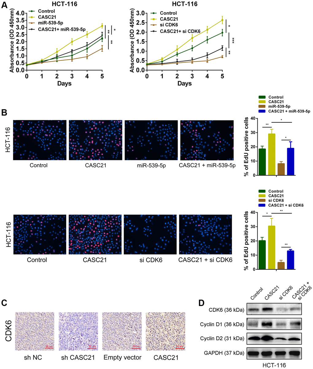 CASC21 promotes CRC proliferation by regulating CDK6 expression. (A) CCK-8 assays demonstrated that CASC21 promoted CRC cell growth, miR-539-5p overexpression or CDK6 knockdown could abolish growth promotion caused by CASC21. (B) EdU assays showed that miR-539-5p overexpression or CDK6 knockdown abolished the increased proliferation rates of HCT-116 cells caused by CASC21. (C) Representative images of CDK6 immunostaining of tumor samples from different groups. (D) Expression of CDK6, cyclin D1 and cyclin D2 was detected by western blot in HCT-116 cells with indicated treatment. All data represent mean ± SEM (n = 3-6). *P 
