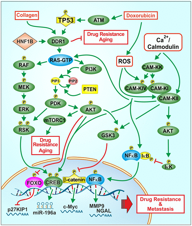 Effects of collagen, chemotherapeutic drugs on ROS, TP53, DDR1 and downstream signaling pathways on proliferation, drug resistance and aging. One signaling protein involved in regulating the Raf/MEK/ERK and PI3K/Akt pathways is DDR1. A ligand for DDR1 is collagen. Collagen is involved in the regulation of aging and in some cases tumorigenesis. Chemotherapeutic drugs and ROS can affect multiple signaling pathways and transcription factors such as TP53 and NF-κB which can alter the expression of proteins involved in cell growth, drug resistance and aging. ROS can induce various other signaling pathways such as Raf/MEK/ERK and PI3K/Akt which have effects on proliferation. Drug resistant cells often have altered levels of ROS. Some drug resistant cells display altered expression of drug transporters, signaling or apoptotic proteins. Treatment of cell lines with chemotherapeutic drugs frequently leads to the development of drug resistance by various mechanisms. Interactions between WT-TP53 and DDR1 and downstream Raf/MEK/ERK and PI3K/Akt pathways may have important consequences on cancer progression, drug resistance and aging.