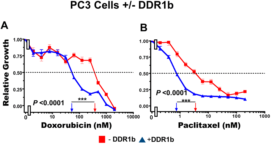Effects of introduction of DDR1b on chemosensitivity of PC3 cells. The effects of introduction of DDR1b on the chemosensitivity of PC3 cells to: doxorubicin (Panel A) and paclitaxel (Panel B) was determined by MTT analysis as described in Figure 4. Statistical analysis is presented on the figure. *** = P 