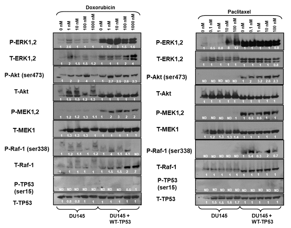 Effects of doxorubicin and paclitaxel on the levels of the Raf/MEK/ERK, PI3K/Akt and TP53 pathways in DU145 prostate cancer cells either lacking or containing functional WT-TP53. Western blot analysis was performed to determine the levels of key members of the Raf/MEK/ERK, PI3K/Akt and TP53 pathways in response to treatment with varying concentrations of doxorubicin or paclitaxel for 24 hours. Activation specific antibodies and antibodies measuring total levels of protein were used in these experiments. These experiments were repeated twice, and similar results were observed. The fold values shown in white numbers and letters are presented as averages of 3 densitometric readings. ND = not detected.