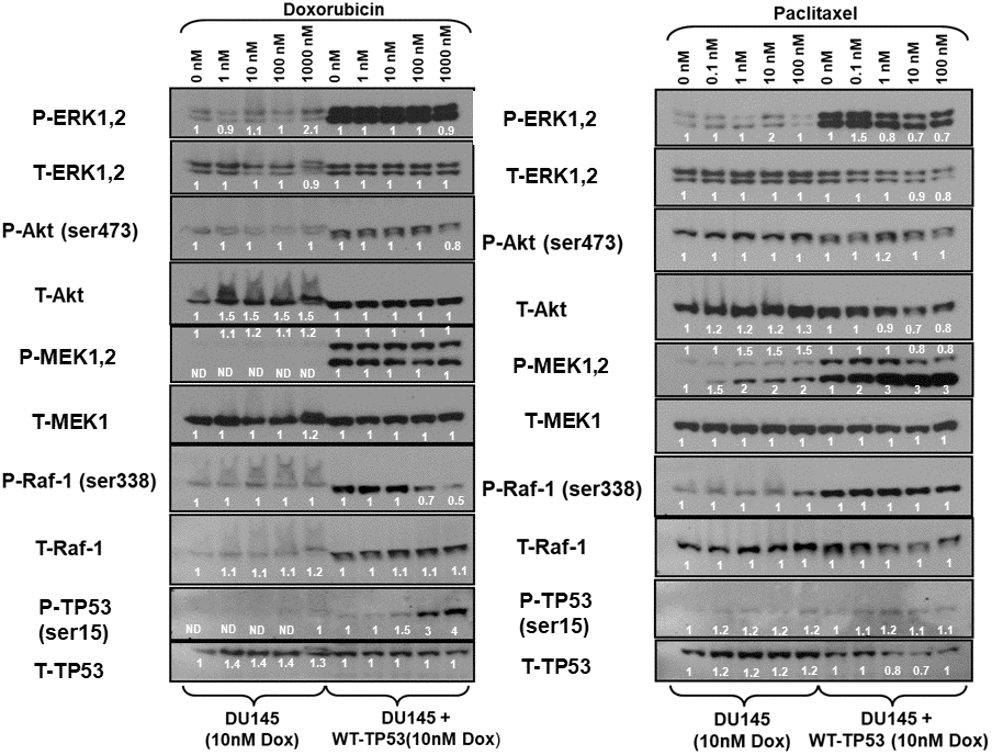 Effects of doxorubicin and paclitaxel on the levels of the Raf/MEK/ERK, PI3K/Akt and TP53 pathways in doxorubicin-resistant DU145 prostate cancer cells either lacking or containing functional WT-TP53. Western blot analysis was performed to determine the levels of key members of the Raf/MEK/ERK, PI3K/Akt and TP53 pathways in response to treatment with varying concentrations of doxorubicin or paclitaxel for 24 hours. Activation specific antibodies and antibodies measuring total levels of protein were used in these experiments. These experiments were repeated twice, and similar results were observed. The fold values shown in white numbers and letters are presented as averages of 3 densitometric readings. ND = not detected.