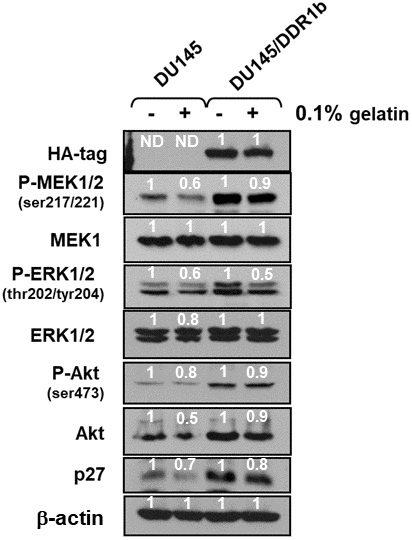 Effects of introduction of DDR1b on Raf/MEK/ERK and Akt protein levels in DU145 prostate cancer cells. Western blot analysis was performed to determine the levels DDR1 and key members of the Raf/MEK/ERK pathway and Akt and p27Kip-1 in response to introduction of DDR1b. Cells were cultured in the presence and absence of 0.1 gelatin. The levels of DDR1b were determined upon analysis with an HA-tag antibody as the DDR1b encoding retrovirus has a HA-tag. Levels of βactin were determined as a protein loading control These experiments were repeated twice, and similar results were observed. The fold values shown in white numbers and letters are presented as averages of 3 densitometric readings. ND = not detected.
