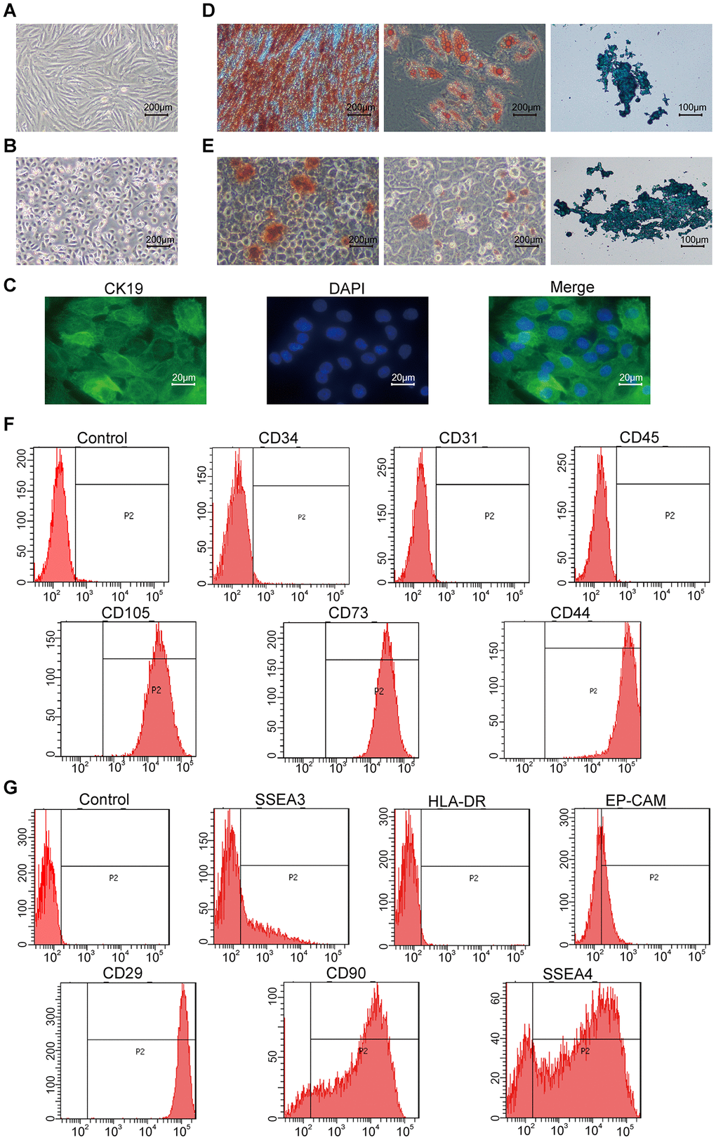 Characterization of hAMSCs (Human amniotic mesenchymal stem cells) and hAECs (Human amniotic epithelial cells). (A, B) Representative phase-contrast bright field images (scale bar: 200 μm) show confluent cultures of (A) hAMSCs and (B) hAECs. (C) Fluorescence images (scale bar: 20 μm) show positive expression of the epithelial stem cell marker Cytokeratin 19 (CK19; green) on the keratinocytes. The nuclei are stained with DAPI (blue). (D, E) Representative images show alizarin red (scale bar: 200 μm), alcian blue (scale bar: 200 μm), and oil red O (scale bar: 100 μm) stained hAMSCs (D) and hAECs (E) that have undergone osteogenic adipogenic or chondrogenic differentiation, respectively. (F) Flow cytometry analysis shows surface expression of CD34, CD31, CD45, CD105, CD73, and CD44 on the hAMSCs. (G) Flow cytometry analysis shows surface expression of SSEA3, HLA-DR, Ep-CAM, CD29, CD90, and SSEA4 on hAMCs.