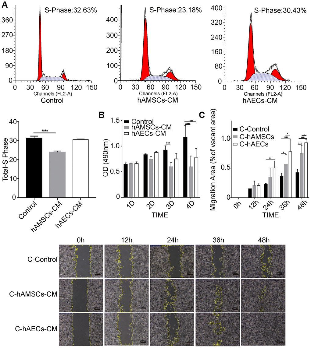 In vitro culturing with hAMSCs-CM (condition media of hAMSCs) and hAECs-CM (condition media of hAECs) inhibits proliferation, but promotes migration of keratinocytes. (A) FACS plots show cell cycle analysis of keratinocytes grown in control medium, hAMSCs-CM and hAECs-CM. The cells were stained with propidium iodide. Histogram shows the percentage of S-phase keratinocytes when grown in control medium, hAMSCs-CM and hAECs-CM. (B) Histogram plot shows analysis of keratinocyte proliferation in control medium, hAMSCs-CM and hAECs-CM on days 1, 2 and 3, and 4 using the MTS assay. (C) Histogram plot shows results of the scratch wound assay. (Top) The cell migration area is plotted for each group of keratinocytes at various time points (0, 12, 24, 36, and 48 h). The phase contrast bright field images (Bottom) show the status of keratinocyte migration in the control medium, hAMSCs-CM and hAECs-CM. The cells were pretreated with mitomycin C to normalize differences in proliferation. Note: The values are expressed as means ±SEM. ****p 