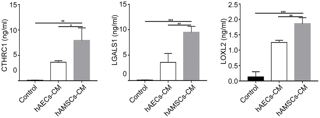 The expression of CTHRC1 (Collagen triple helix repeat containing 1), LOXL2 (Lysyl oxidase-like 2) and LGALS1 (Galectin-1) protein in hAMSCs-CM (condition media of hAMSCs) and hAECs-CM (condition media of hAECs). The histogram plots show the levels (ng/ml) of CTHRC1, LOXL2, and LGALS1 proteins in the control medium, hAECs-CM and hAMSCs-CM based on ELISA assays. The values are expressed as means ±SEM. ***p 