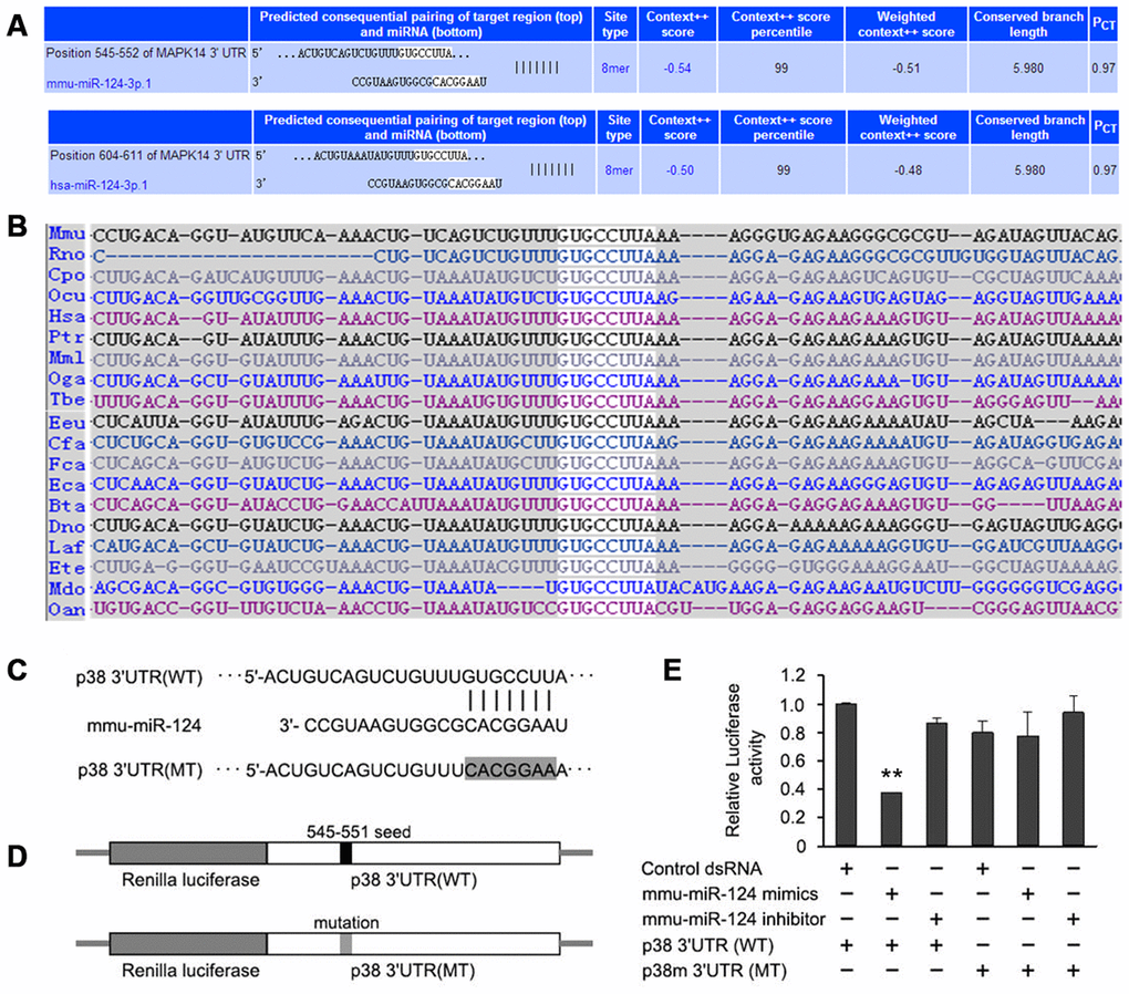 p38 is predicted to be a putative target of miR-124 by TargetScan. (A) Pairing of hsa-miR-124 and mmu-miR-124 with the 3’-untranslated region (UTR) of p38 gene from human and mouse, respectively. (B) A conserved 8-mer target seed region (gray) of the miR-124 binding site was found within the 3’-UTR of p38 among different mammalian species. (C) The original miR-124 binding site and mutated binding site in 3’-UTR of p38. The seven bases of binding sequence (GUGCCUU) for miR-124 on p38 mRNA were mutated to CACGGAA. (D) Two types of recombinant luciferase reporter vectors were constructed by replacing the original luciferase mRNA 3’-UTR with the wild-type or mutated 3’-UTR of p38. (E) The relative luciferase activity in foam cells detected by dual luciferase reporter assay. NC, negative control of miR-124 mimics; iNC, negative control of miR-124 inhibitor; 3’UTR, 3’-untranslated region; WT, wild type; MT, mutant. ** P 