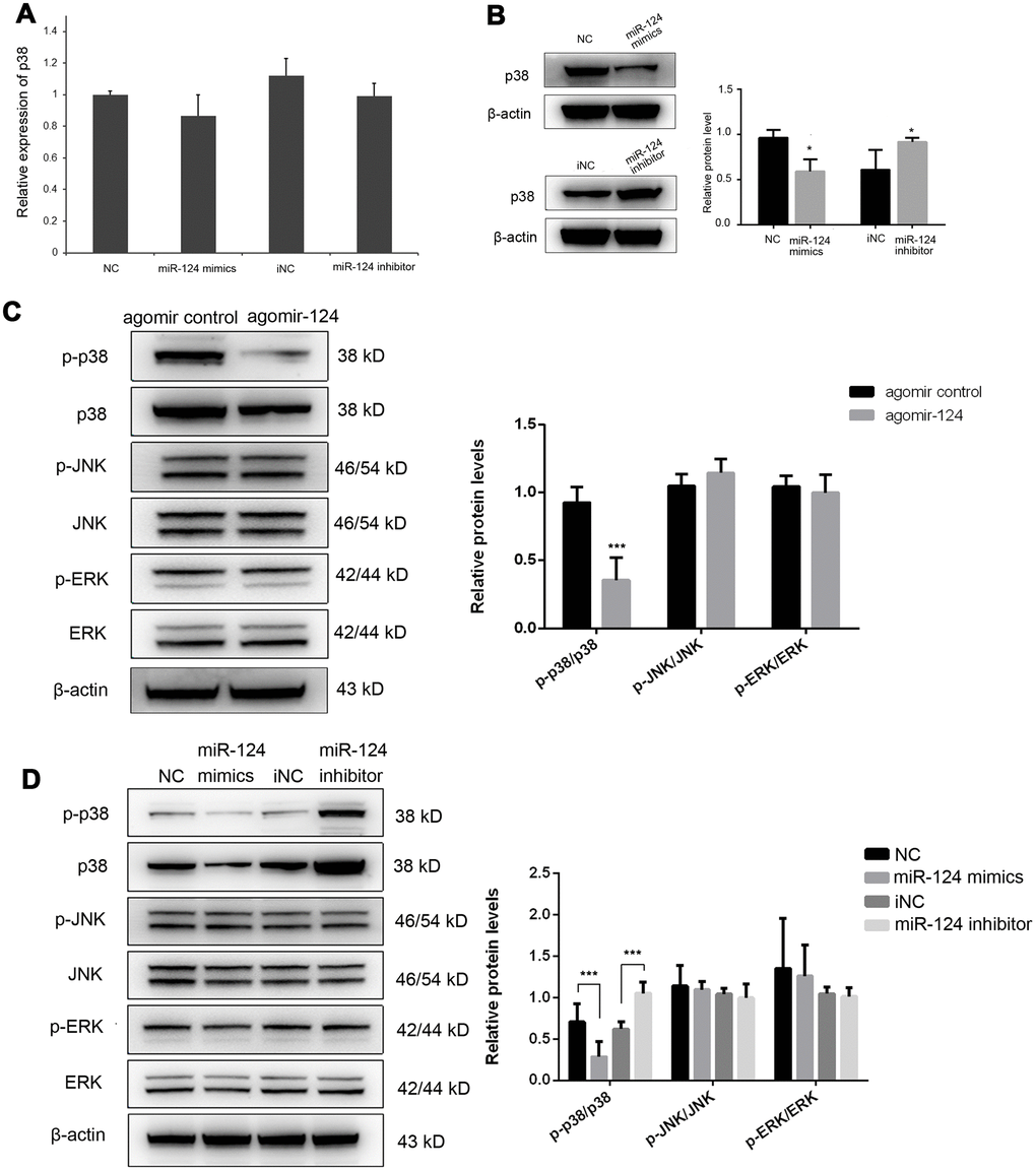 MiR-124 inhibits the mRNA translation of p38 by directly binding to its 3’-untranslated region (UTR). (A) MiR-124 mimics and inhibitor had no obvious effect on the mRNA expression of p38 in foam cells. (B) MiR-124 mimics and inhibitor had reverse effects on the protein expression of p38 in foam cells. MiR-124 mimics reduced while miR-124 inhibitor elevated the protein level of p38 as compared to the controls. (C) Western blot analysis of MAPK signaling proteins in aorta of atherosclerosis mice and control mice. (D) Western blot analysis of MAPK signaling proteins in RAW264.7 cells transfected with miR-124 mimics or miR-124 inhibitor. GAPDH was used as an internal reference in qRT-PCR assay. β-actin was used as an internal reference in Western blot. *, P P 