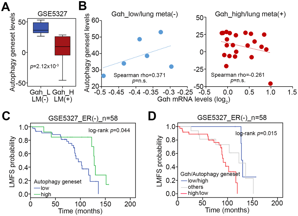 The signature of the combined Gαh upregulation and low levels of autophagy activity increases the likelihood of lung metastasis in ER(-) breast cancer patients. (A) Transcriptional profiling of the autophagy-related gene set in the groups shown in Figure1A. The statistical significance was analyzed by Student’s t-test. (B) Correlation of the expression levels of Gαh mRNA and the autophagy-related gene set in the stratified groups. (C and D) Results from the Kaplan-Meier analyses for the transcriptional level of the autophagy-related gene set alone (G) or combined with the mRNA level of Gαh (D) against ER(-) breast cancer patients from the GSE5327 data set.