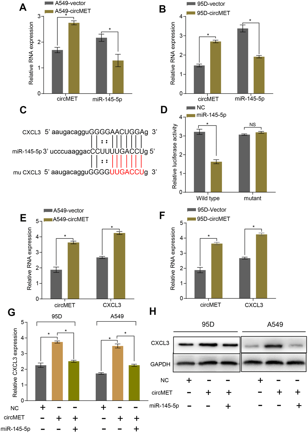 circMET regulates miR-145-5p and targets the CXCL3 axis. (A) and (B) RT-qPCR analyses the mRNA levels of miR-145-5p expression after overexpressing circMET in NSCLC A549 and 95D cells. GAPDH was used as a loading control. (C) The putative miR-145-5p binding site in the 3’UTR of CXCL3 was predicated by StarBase v3.0. (D) the luciferase activity of pLG3-CXCL3 in HEK-293T cells after cotransfection with miR-145-5p. (E) and (F) RT-qPCR analyses CXCL3 expression after overexpressing circMET in NSCLC A549 and 95D cells. GAPDH was used as a control for loading. (G) and (H) CircMET significantly promoted the mRNA and protein levels of CXCL3 expression, whereas the effect was retarded after upregulation of miR-145-5p. The data are represented as the mean ± SD, * p 