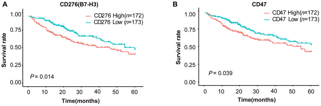Survival curves of HCC patients stratified by B7-H3 (CD276) or CD47 expression levels in TCGA-LIHC cohort. HCC patients (n = 345) were divided into high or low expression group based on the median value of gene expression. (A) Survival curves of HCC patients with high and low B7-H3 expressions. (B) Survival curves of HCC patients with high and low CD47 expressions. The P-value cut-off was 0.05 (log rank test).