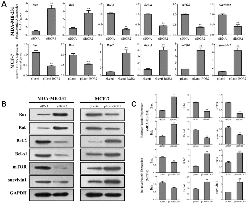 ROR2 regulates expression of apoptosis-related genes in BC cells. (A) qRT-PCR of Bax, Bak, Bcl-2, Bcl-xl, mTOR and survivin 1 in MDA-MB-231 and MCF-7 cells after siROR2 and pLenti-ROR2 transfection. (B, C) Western blotting of Bax, Bak, Bcl-2, Bcl-xl, mTOR and survivin 1 in MDA-MB-231 and MCF-7 cells after siROR2 and pLenti-ROR2 transfection. Results are shown as means ± SD; n=3; *p