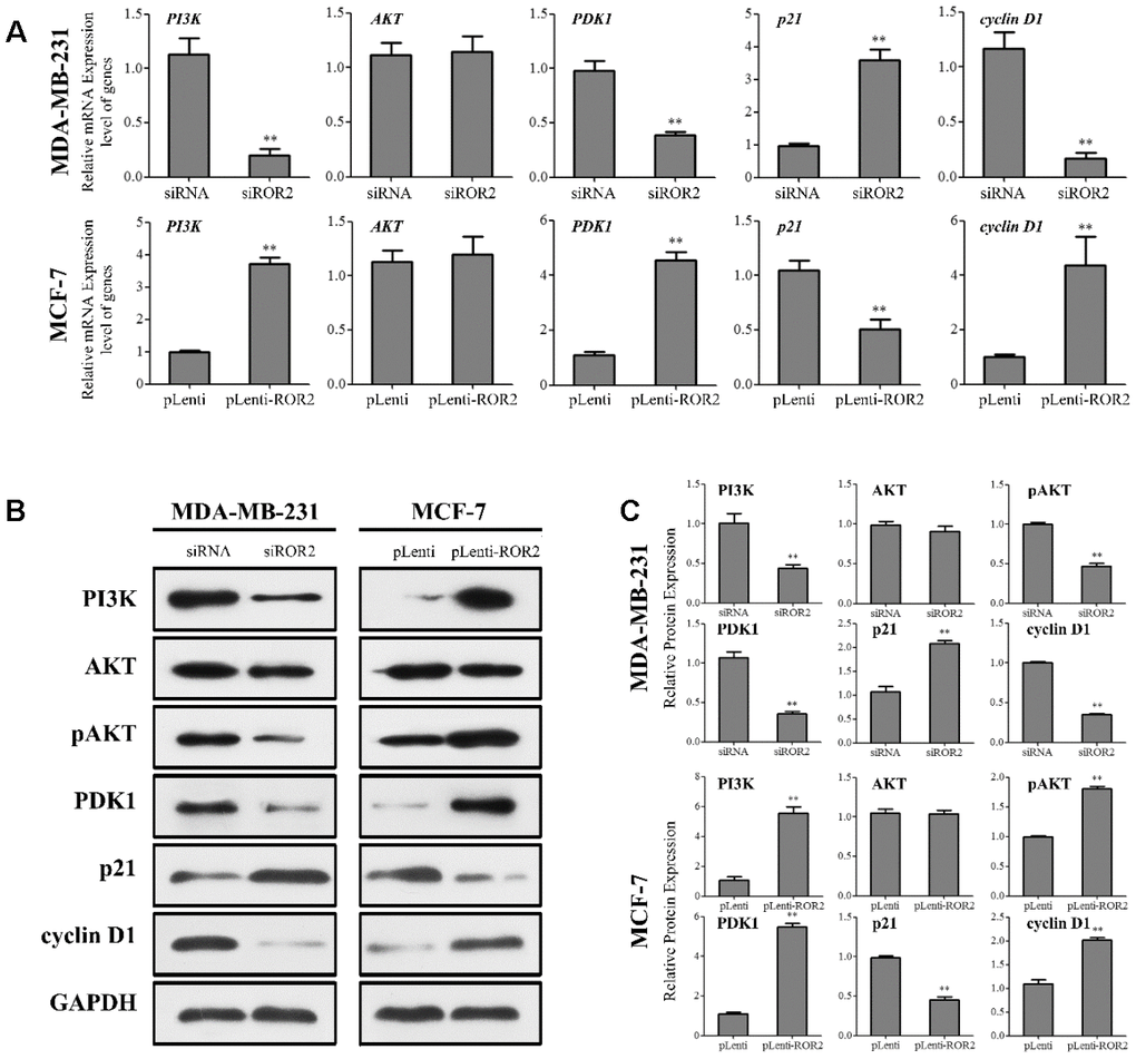 ROR2 induces PI3K/AKT signaling in BC cells. (A) qRT-PCR of PI3K, AKT, PDK1, p21, and cyclin D1 in MDA-MB-231 and MCF-7 cells after siROR2 and pLenti-ROR2 transfection. (B, C) Western blotting of PI3K, AKT, pAKT, PDK1, p21, and cyclin D1 in MDA-MB-231 and MCF-7 cells after siROR2 and pLenti-ROR2 transfection. Results are shown as means ± SD; n=3; *p