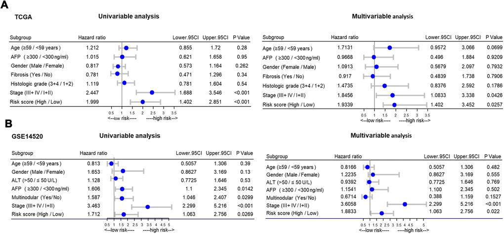 Stratified analysis of overall survival in the TCGA and GSE14520 datasets by forestplot. (A) Univariate (left) and multivariate (right) Cox regression analysis of the training group (TCGA). (B) Univariate (left) and multivariate (right) Cox regression analysis of the validation group (GSE14520); TCGA: The Cancer Genome Atlas; HR, hazard ratio; 95% CI, 95% confidence interval; AFP, α-fetoprotein; ALT, alanine aminotransferase; HCC, hepatocellular carcinoma.