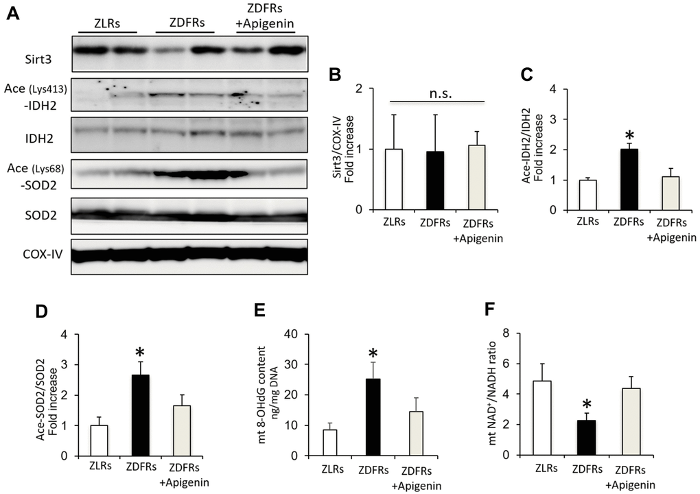 Apigenin increases Sirt3 activity in diabetic rats. (A) Western blots of Sirt3, acetylated (ace) (Lys413)-IDH2, IDH2, acetylated (ace) (Lys68)-SOD2, SOD2, and CoxIV from mitochondrial protein extracts obtained from rat renal cortex. (B–D) Densitometric evaluation of Sirt3 to CoxIV (B), Ace (Lys413)-IDH2 to IDH2 (C), and Ace (Lys68)-SOD2 to SOD2 (D) immunoblotting data shown in panel A (n=6). (E) 8-OHdG content in mitochondria (mt) adjusted to mtDNA in the renal cortex (n=6). (F) NAD+/NADH ratio in isolated mitochondrial protein extracts from rat renal cortex (n=6). All data represent the mean ± standard deviation (SD). *p
