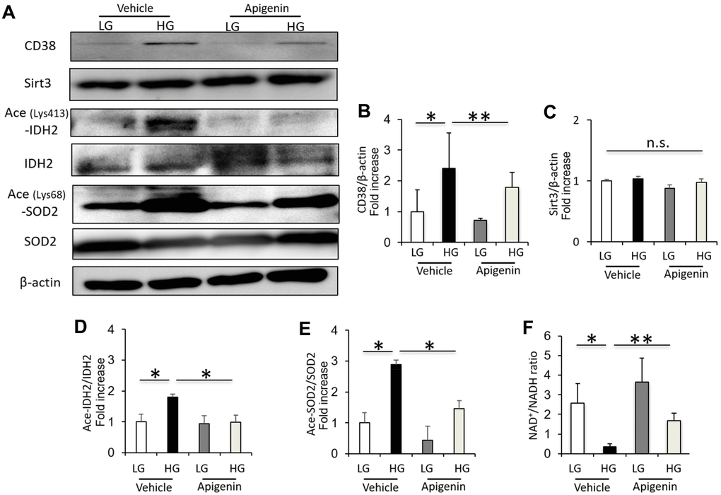 Apigenin decreases CD38 expression, and increases Sirt3 activity and NAD+/NADH ratio in renal proximal tubular cells grown in high glucose. (A) Western blots of CD38, Sirt3, ace (Lys413)-IDH2, IDH2, ace (Lys68)-SOD2, SOD2, and β-actin in HK-2 cells cultured in low glucose (LG; 5.55 mM) or high glucose (HG; 25 mM), with and without 10 μM apigenin. (B–E) Densitometric evaluation of CD38 to β-actin (B), Sirt3 to β-actin (C), Ace-IDH2 to IDH2 (D), and Ace-SOD2 to SOD2 (E) immunoblotting data shown in panel A (n=4). (F) Intracellular NAD+/NADH ratio in cultured HK-2 cells (n=4). All data represent the mean ± standard deviation (SD). *p