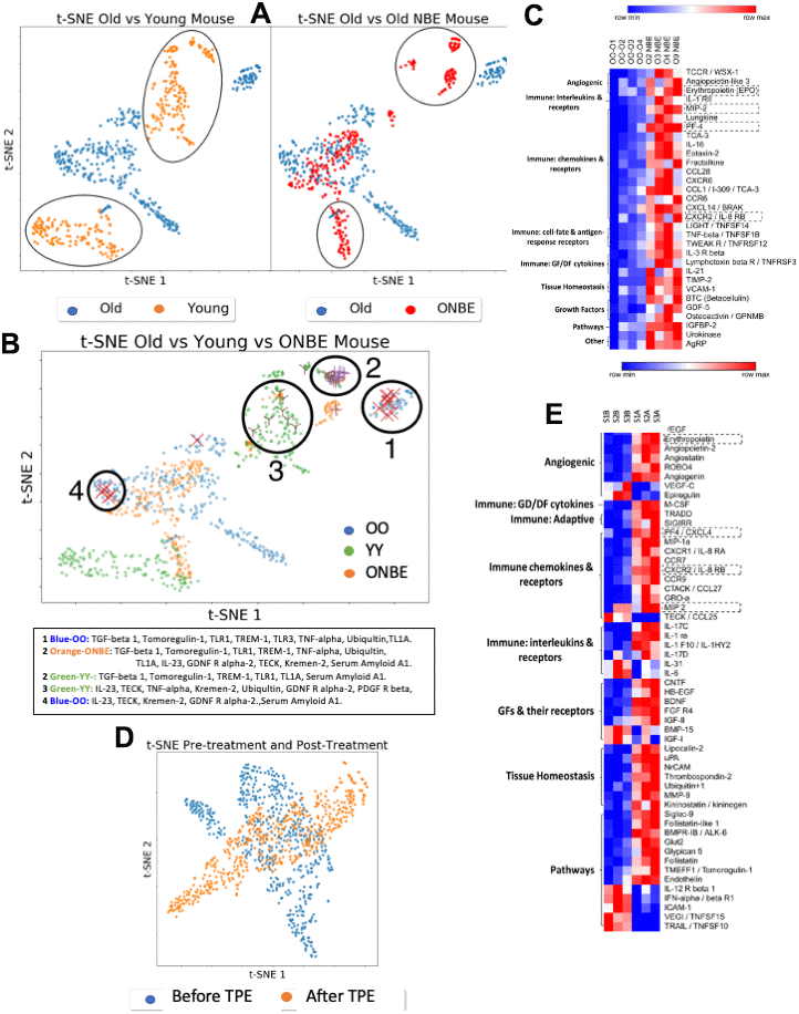 Comparative NBE/TPE proteomics. Serum levels of 308 mouse proteins (Raybiotech #L-308) and 507 human proteins (Raybiotech #L-507) were assayed. After background subtraction, total intensities for each protein (assayed in duplicates for each sample) were normalized to the internal array background control as fold-increments, with a sensitivity cut-off of 2-fold; these normalized intensities were expressed, as a fraction of the internal array positive control. (A) t-SNE clustering of mouse proteins grouped by class of treatment: OO and YY isochronic controls were compared to each other (left) and OO was compared to ONBE (right). Differences between YY vs. OO and OO vs. ONBE proteomes are outlined. (B) Distinct grouping of OO, YY and ONBE proteomes is shown in the t-SNE plot with identities of proteins in clusters 1-4 specified below. Power analysis for independence of X, X and Y marked proteins from these clusters, is shown in Supplementary Figure 4. (C) Heatmap on mouse proteins illustrates significant differences between OO and ONBE cohorts (proteins are grouped on their main function, as indicated). (D) Old human serum proteome before TPE (Before-B) and 1 month after a single procedure of TPE (After-A): t-SNE clustering of human proteins grouped by class of treatment. TPE resulted in a clear and robust change in the molecular composition of the systemic milieu as compared to the Before-TPE. (E) Heat map on human proteins illustrates significant differences between S1,2,3 B and S1, 2, 3 A (before versus after TPE) cohorts (proteins are grouped on their main function, as indicated). Proteins in dashed boxes are the same between mouse and human in Heatmaps. A general elevation (not decrease) of most systemic proteins at 6 days after the NBE and at 1 month after the TPE was observed.