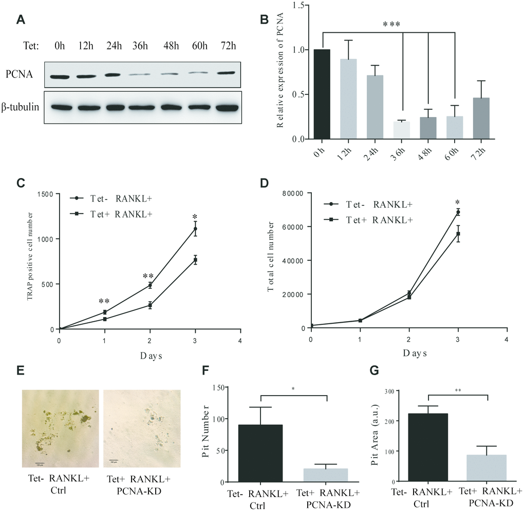 Effect of inducible knockdown of PCNA on RANKL-induced osteoclast differentiation. (A) The time course of PCNA knockdown effect after Tet-induction. 20 μg/mL of Tet was added Tet-PCNA KD cells to induce the knockdown of PCNA. Cells were harvested at different time points as indicated (0-72 hours) and subjected to western blotting to assess the effect of PCNA knockdown. (B) The quantification of PCNA expression level presented in (A). ***: pC) The impact of PCNA knockdown after its nuclear-cytoplasmic translocation on RANKL-induced osteoclast differentiation. Tet-PCNA KD cells were simultaneously treated with both Tet and RANKL for 3 days. TRAP-positive cells (considered as differentiated cells) were counted each day. (D) The effect of knockdown of cytoplasmic PCNA on the proliferation of RAW264.7 cells. The total cell number of cells after same treatments as in (C) was counted. *: pE) In vitro bone-resorption assays. Tet-PCNA KD cells were seeded at Corning Osteo Assay Surface multiple well plates and treated with Tet (20 μg/mL), RANKL (100 ng/mL) and M-CSF (50 ng/mL) for 10 days to induce the knockdown of PCNA, differentiation of osteoclasts and osteoclast-mediated bone resorption. Tet-PCNA KD cells treated without Tet were set as control. Resorption pits were observed using an Olympus microscope at 25x magnification. Scale bar: 100 μm. (F) Quantification of the resorption pits. Resorption pits on each well were counted. The results presented are the means ± SD of three independent experiments. *: pG) Quantification of the area of total pits. The area of total pits on each well was analyzed by ImageJ software. The results presented are the means ± SD of three independent experiments. **: p