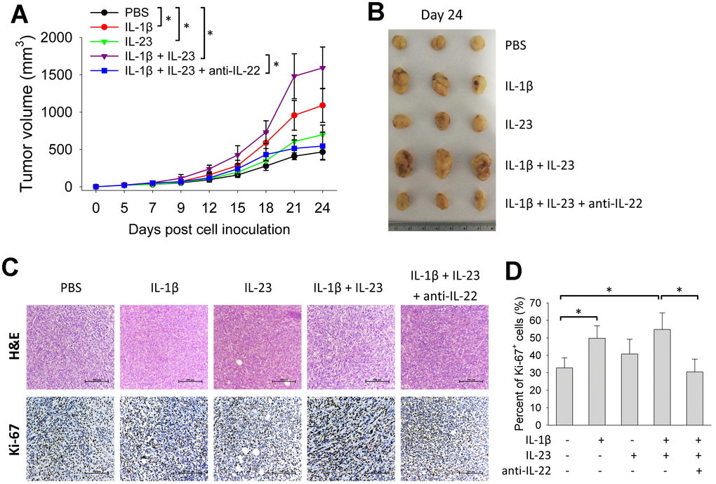 IL-1β and IL-23 promotes growth of 4T1 tumor. BALB/c mice (n=6) were injected with 4T1 cells as described. From day 3 post cell inoculation, mice were injected with rmIL-1β (20 μg/kg) and/or rmIL-23 (20 μg/kg) with or without anti-murine IL-22 (5 mg/kg) thrice weekly for 3 weeks. (A) Tumor size was measured continuously. On day 24, tumors were collected for morphological (B) and histological analyses (C). Histological analyses were performed by H&E staining and Ki-67 immunohistochemical staining. Scale bar: 500 μm. (D) Percent of Ki-67-positive cells were counted (n=4). Data are from two independent experiments. Data are mean ± SD, compared using one-way ANOVA test. *p 