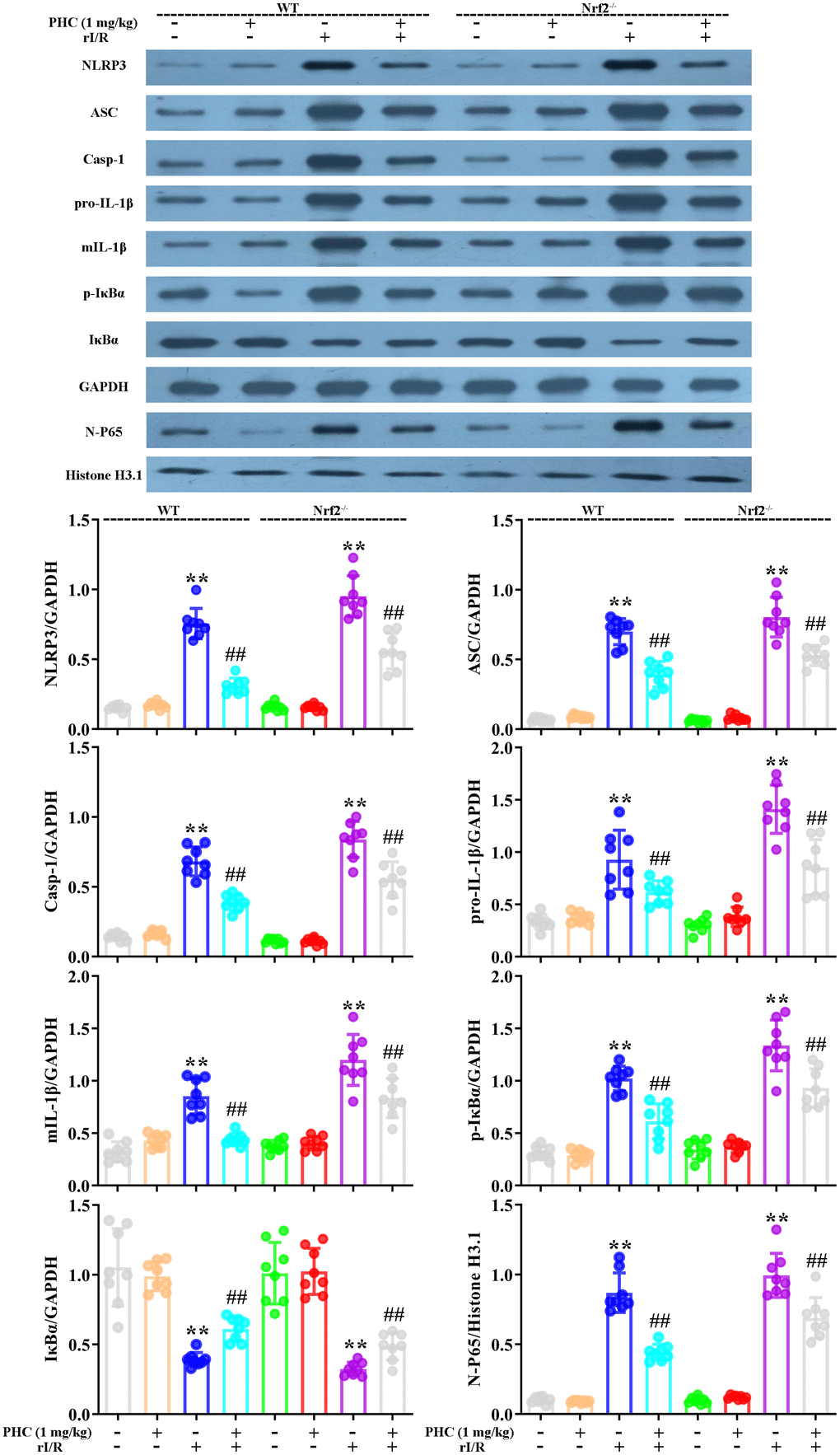 Nrf2 dependence of the effects of PHC on NF-κB/NLRP3 signaling in the lungs following rI/R in rats. WT and Nrf2−/− rats were used to model rI/R-induced acute lung injury, and lung sections were obtained 24 h after rI/R treatment. Lung homogenization was used to obtain the total protein, nuclear and cytoplasmic extracts. Western blotting was used to measure the protein levels of ASC, NLRP3, pro- and mature IL-1β, caspase-1 p10, IκBα and p-IκBα, along with the nuclear concentration of p65. GAPDH was used as an internal control for cytoplasmic and total proteins, while histone H3.1 was used as an internal control for nuclear proteins. Data are presented as the mean ± S.D. (n = 8). *P P #P ##P 