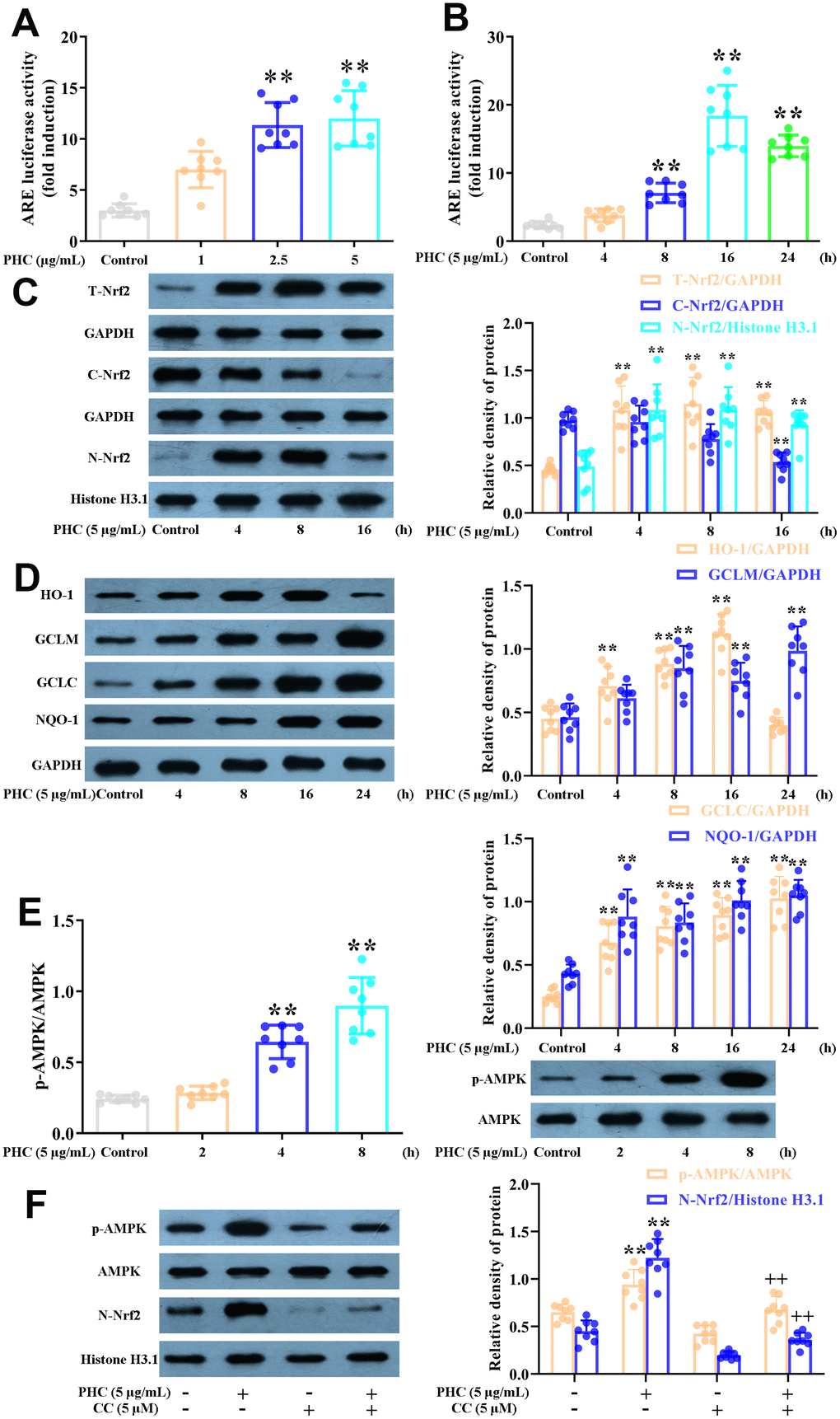 Effects of PHC on Nrf2/AMPK signaling in NR8383 cells. (A, B) A dual-luciferase reporter analysis system was used to measure the effects of PHC on ARE luciferase activity at different time points (4, 8, 16 or 24 h) or PHC concentrations (1, 2.5 or 5 μg/mL) in NR8383 cells. (C) NR8383 cells were stimulated with PHC (5 μg/mL) for different durations (4, 8 or 16 h). Western blotting was used to determine the total, nuclear and cytoplasmic concentrations of Nrf2. (D) NR8383 cells were stimulated with PHC (5 μg/mL) for different durations (4, 8, 16 or 24 h). Western blotting was used to measure the protein levels of NQO1, HO-1, GCLM and GCLC. (E) NR8383 cells were incubated with PHC (5 μg/mL) for different durations (2, 4 or 8 h). Western blotting was used to measure the protein levels of p-AMPK and AMPK. (F) NR8383 cells were stimulated with CC (an antagonist of AMPK, 5 μM) for 24 h, and then were exposed to PHC for 3 h. Western blotting was used to measure the nuclear concentration of Nrf2 and the protein levels of p-AMPK and AMPK. GAPDH was used as an internal control for total and cytoplasmic proteins, while histone H3.1 was used as an internal control for nuclear proteins. Data are presented as the mean ± S.D. (n = 8). *P P +P ++P 