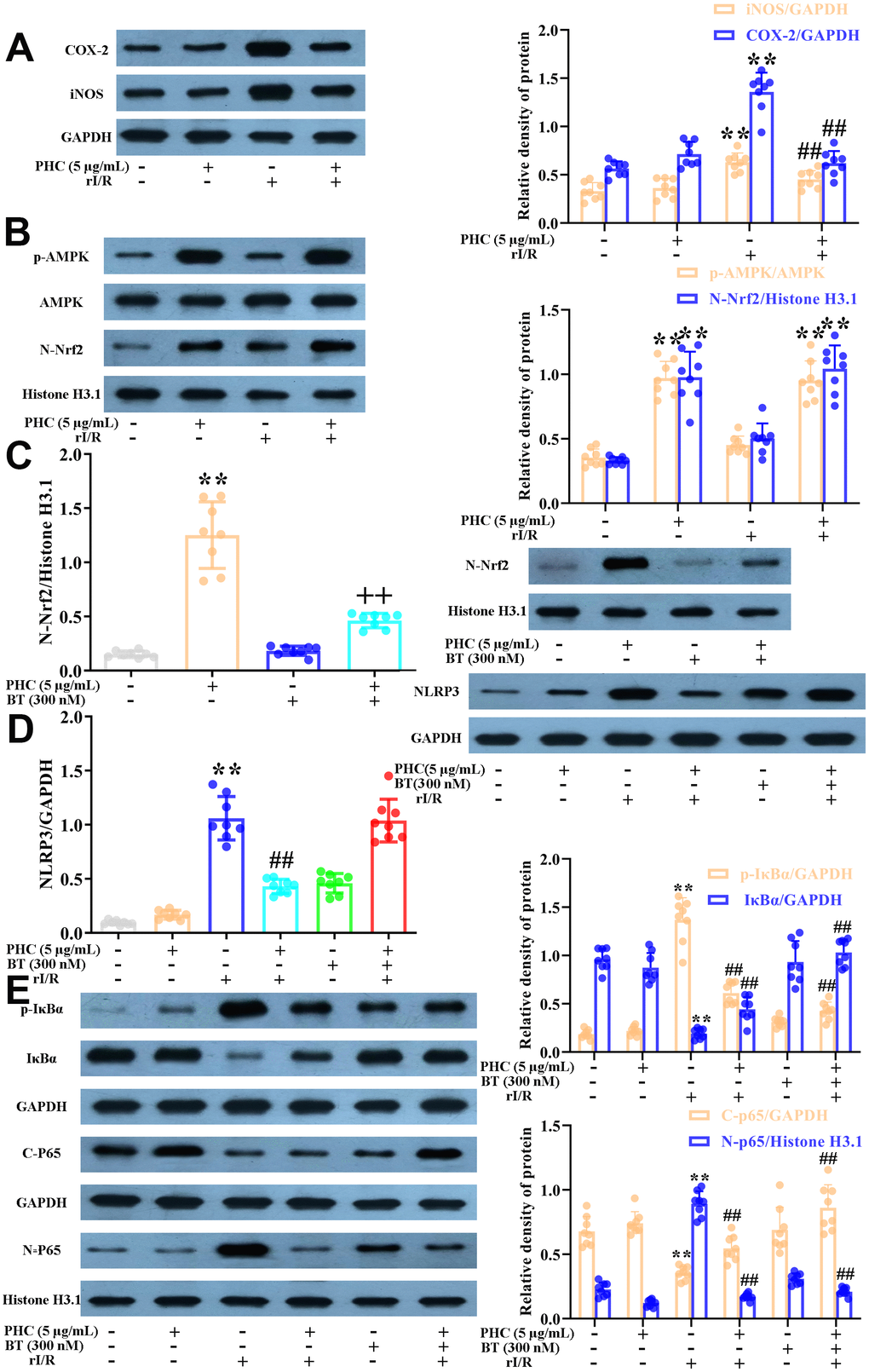 Effects of PHC on rI/R serum-induced inflammatory reactions in NR8383 cells. (A, B) NR8383 cells were stimulated with PHC (5 μg/mL) for 1 h and then treated with serum from rI/R rats for 24 h. Western blotting was used to measure the protein levels of COX-2 and iNOS (A), as well as the nuclear concentration of Nrf2 and the protein levels of AMPK and p-AMPK (B). (C) NR8383 cells were stimulated with brusatol (an antagonist of Nrf2, 300 nM) for 1 h and then exposed to PHC (5 μg/mL) for 1 h before being treated with serum from rI/R rats for 24 h. Western blotting was used to measure Nrf2 levels. (D) NR8383 cells were stimulated with brusatol (300 nM) for 1 h, and then exposed to PHC (5 μg/mL) for 1 h before being treated with serum from rI/R rats for 24 h. Western blotting was used to measure the protein levels of NLRP3. (E) NR8383 cells were stimulated with brusatol (300 nM) for 1 h and then exposed to PHC (5 μg/mL) for 1 h before being treated with serum from rI/R rats for 24 h. Western blotting was used to measure the cytoplasmic and nuclear concentrations of p65, as well as the protein levels of IκBα and p-IκBα. GAPDH was used as an internal control for total and cytoplasmic proteins, while histone H3.1 was used as an internal control for nuclear proteins. Data are presented as the mean ± S.D. (n = 8). *P P #P ##P +P ++P 