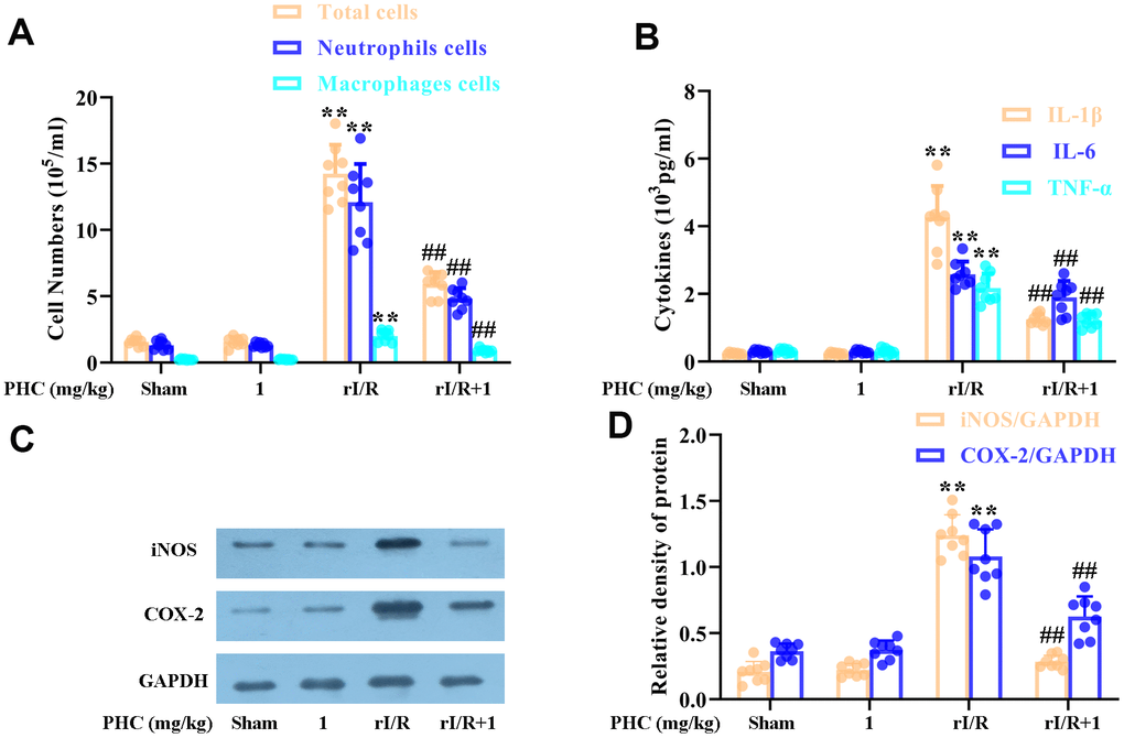 Effects of PHC on rI/R-induced lung inflammatory cell infiltration in rats. (A) A hemocytometer was used to count the numbers of total cells, neutrophils and macrophages as a measure of inflammatory cell infiltration. (B) ELISAs were used to measure the concentrations of pro-inflammatory molecules (IL-1β, IL-6 and TNF-α) in BALF. (C, D) Lung sections were collected 24 h after rI/R treatment, and total protein was obtained from lung homogenates. Western blotting was used to measure the levels of COX-2 and iNOS. GAPDH was used as an internal control. Data are presented as the mean ± S.D. (n = 8). *P P #P ##P 